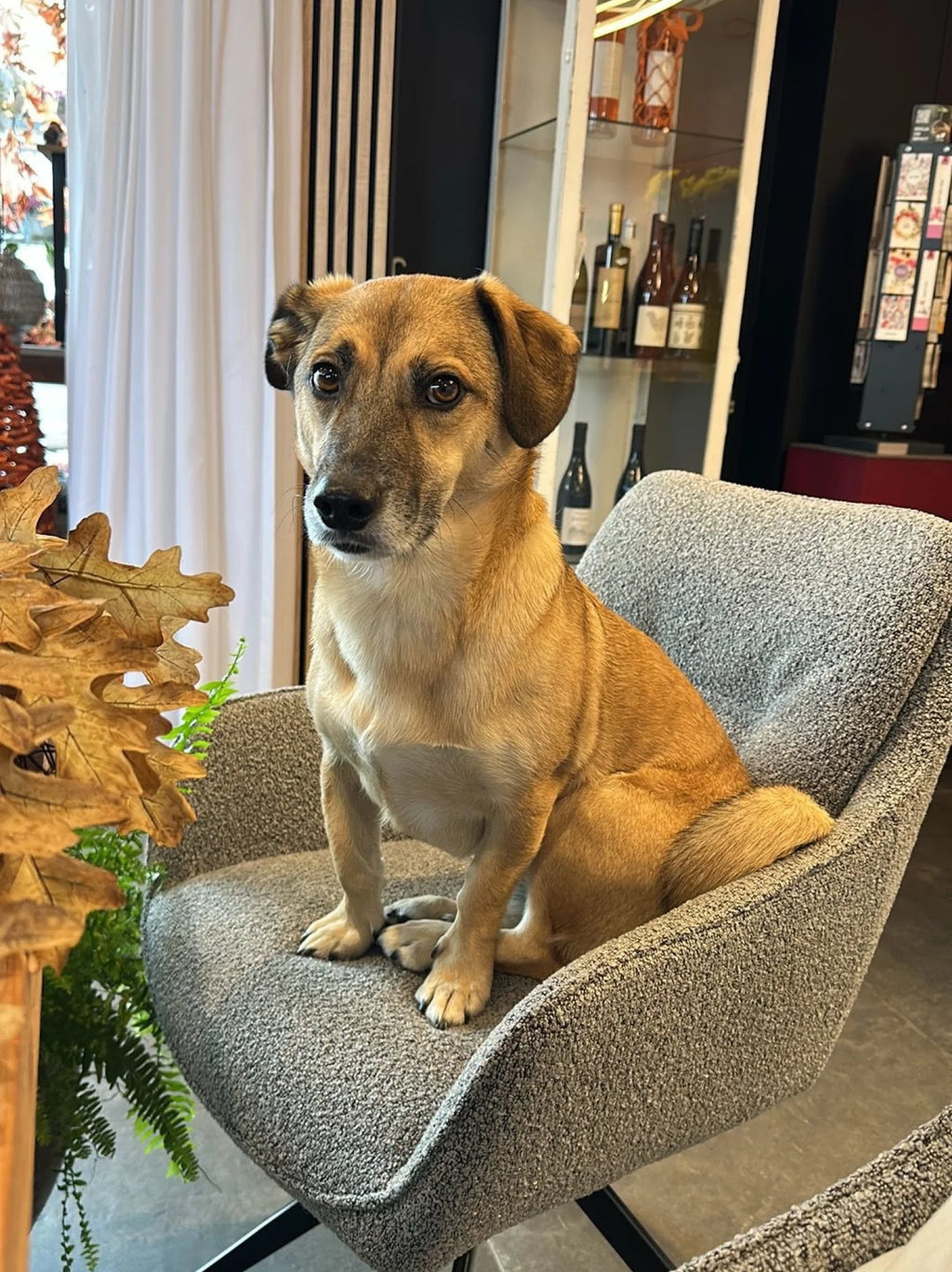 Luxe eetkamerstoel lena grey boulce nu - 50%